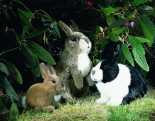Plüschtier Holländer Kaninchen