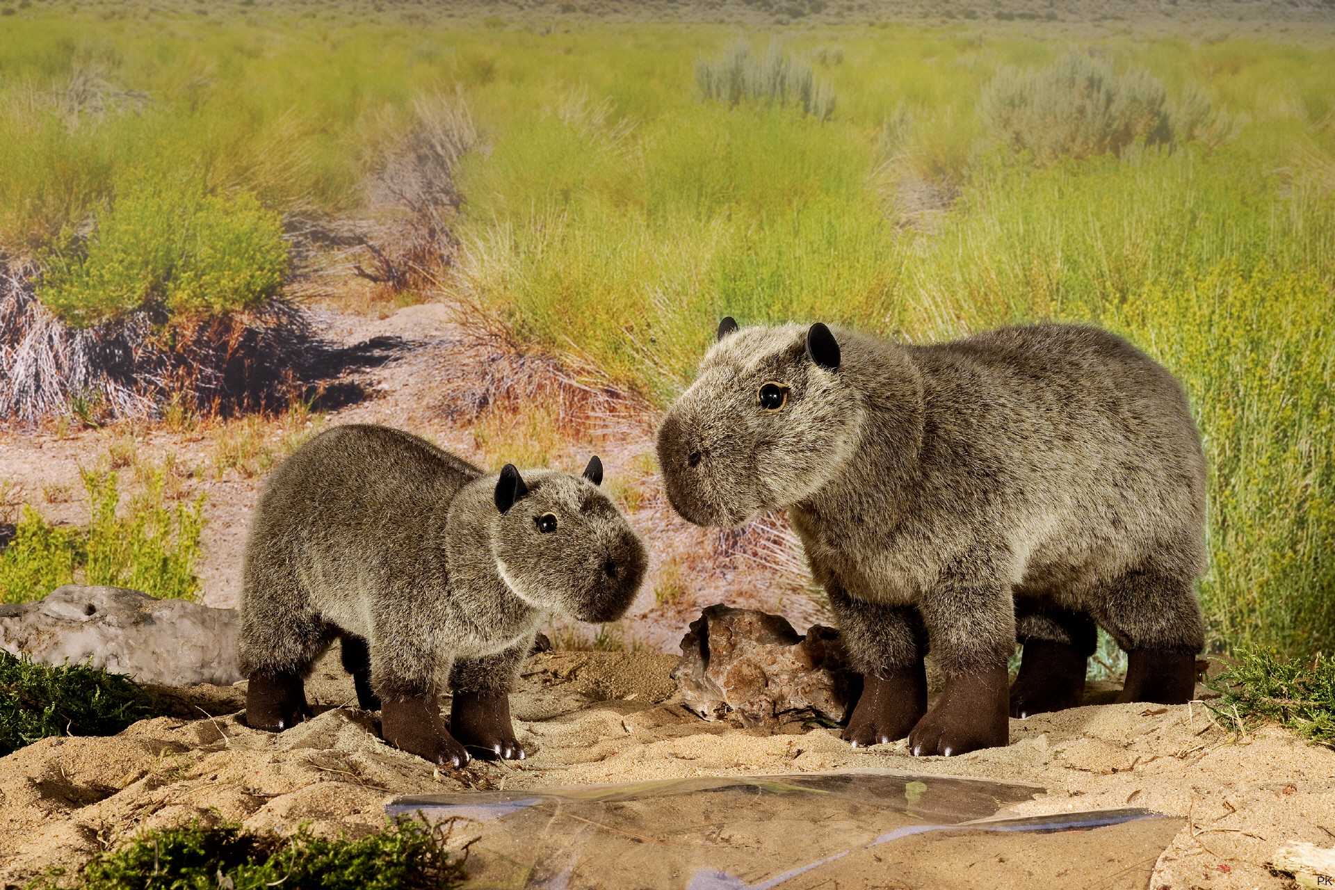 Plüschtier Wasserschwein, Plüschtier Capybara